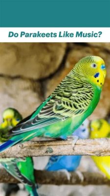 Do Parakeets Like Music? And Other Points to Discuss About These Green Friends